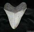 Inch Dark Grey Megalodon Tooth - Georgia #684-2